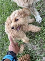 Willow, a male Poodle - Miniature  for sale in Babson Park, FL – 6 of 6