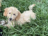 Dougie, a female Poodle - Miniature  for sale in Babson Park, FL – 2 of 5
