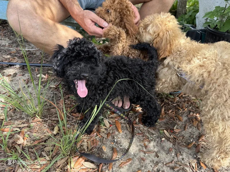 Kikuyu  – Poodle - Miniature  puppy for sale in Babson Park, FL