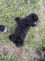 Kikuyu , a female Poodle - Miniature  for sale in Babson Park, FL – 7 of 7
