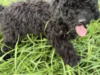 Kikuyu , a female Poodle - Miniature  for sale in Babson Park, FL – 2 of 7
