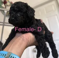 D, a female Poodle - Miniature  for sale in Babson Park, FL – Photo 2 of 8
