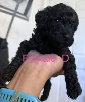 D, a female Poodle - Miniature  for sale in Babson Park, FL – Photo 4 of 8