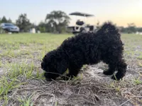 D, a female Poodle - Miniature  for sale in Babson Park, FL – 5 of 10