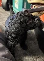 D, a female Poodle - Miniature  for sale in Babson Park, FL – Photo 6 of 8