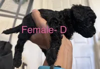 D, a female Poodle - Miniature  for sale in Babson Park, FL – Photo 3 of 8