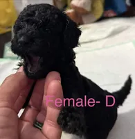 D, a female Poodle - Miniature  for sale in Babson Park, FL – Photo 8 of 8