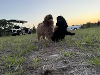 D, a female Poodle - Miniature  for sale in Babson Park, FL – 3 of 10