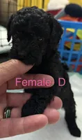 D, a female Poodle - Miniature  for sale in Babson Park, FL – Photo 5 of 8