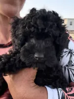 D, a female Poodle - Miniature  for sale in Babson Park, FL – 4 of 10