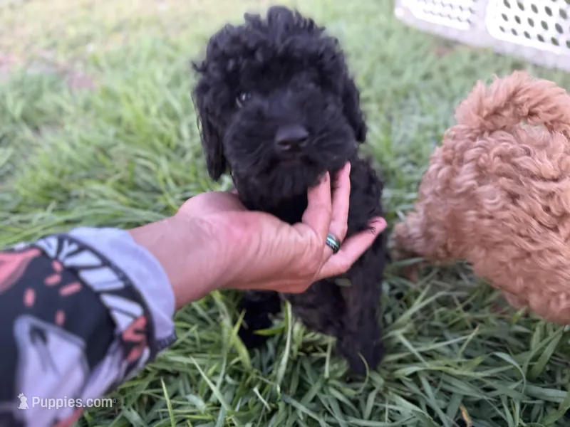 D – Poodle - Miniature  puppy for sale in Babson Park, FL