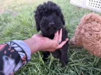 D, a female Poodle - Miniature  for sale in Babson Park, FL – 1 of 10