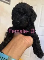 D, a female Poodle - Miniature  for sale in Babson Park, FL – Photo 1 of 8