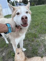 Phoenix, a male Siberian Husky for sale in Babson Park, FL – 3 of 10