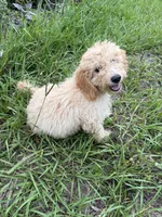 Dougie, a female Poodle - Miniature  for sale in Babson Park, FL – 5 of 5