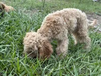 Willow, a male Poodle - Miniature  for sale in Babson Park, FL – 5 of 6