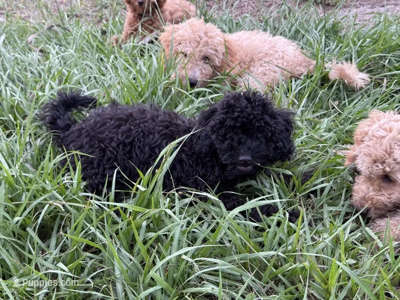 Kiku – Poodle - Miniature  puppy for sale in Babson Park, FL