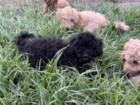 Kikuyu , a female Poodle - Miniature  for sale in Babson Park, FL – 4 of 7