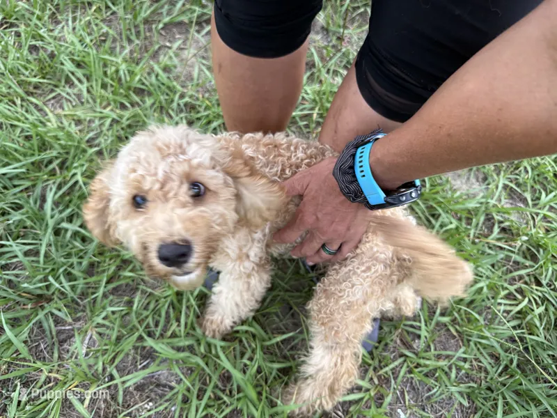 Willow – Poodle - Miniature  puppy for sale in Babson Park, FL