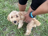 Willow, a male Poodle - Miniature  for sale in Babson Park, FL – 4 of 6