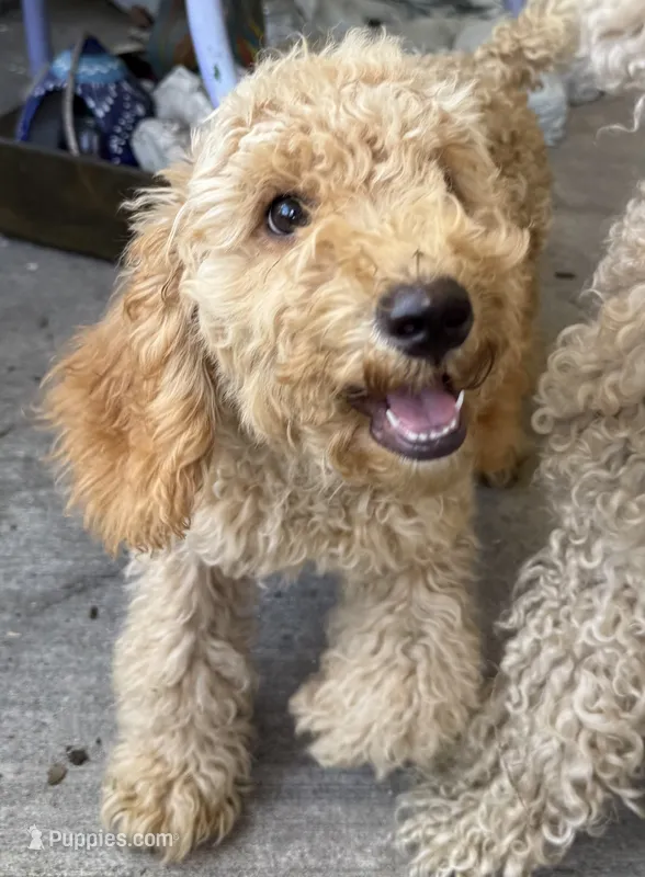 Willow – Poodle - Miniature  puppy for sale in Babson Park, FL