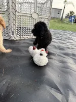 Kikuyu , a female Poodle - Miniature  for sale in Babson Park, FL – 6 of 7