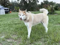Phoenix, a male Siberian Husky for sale in Babson Park, FL – 1 of 10