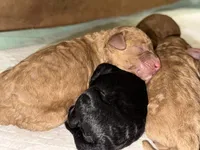 Onyx, a female Poodle - Miniature  for sale in Babson Park, FL – Photo 6 of 7