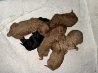 Onyx, a female Poodle - Miniature  for sale in Babson Park, FL – Photo 5 of 7