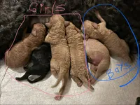 Onyx, a female Poodle - Miniature  for sale in Babson Park, FL – Photo 4 of 7