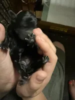 Onyx, a female Poodle - Miniature  for sale in Babson Park, FL – Photo 2 of 7