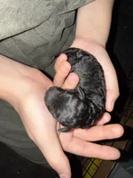 Onyx, a female Poodle - Miniature  for sale in Babson Park, FL – Photo 7 of 7