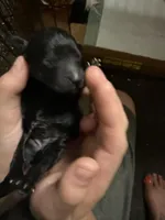 Onyx, a female Poodle - Miniature  for sale in Babson Park, FL – Photo 3 of 7