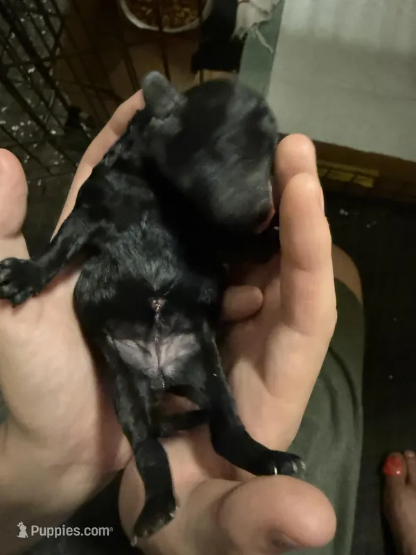 Onyx, a female Poodle - Miniature  for sale in Babson Park, FL – Photo 1 of 7