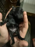 Onyx, a female Poodle - Miniature  for sale in Babson Park, FL – Photo 1 of 7