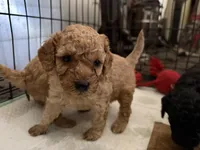 E, a female Poodle - Miniature  for sale in Babson Park, FL – Photo 6 of 6