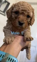 E, a female Poodle - Miniature  for sale in Babson Park, FL – Photo 4 of 6