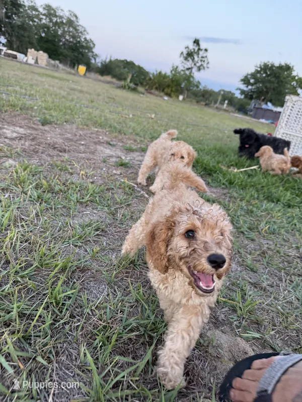 E – Poodle - Miniature  puppy for sale in Babson Park, FL