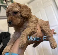 E, a female Poodle - Miniature  for sale in Babson Park, FL – Photo 5 of 6