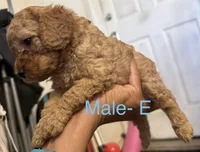 E, a female Poodle - Miniature  for sale in Babson Park, FL – Photo 2 of 6