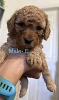 E, a female Poodle - Miniature  for sale in Babson Park, FL – Photo 1 of 6