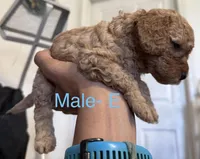 E, a female Poodle - Miniature  for sale in Babson Park, FL – Photo 3 of 6