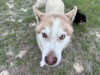 Phoenix, a male Siberian Husky for sale in Babson Park, FL – 8 of 10