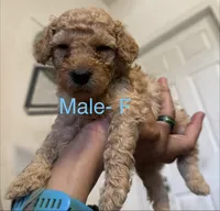 F, a female Poodle - Miniature  for sale in Babson Park, FL – Photo 3 of 4