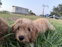 Willow, a female Poodle - Miniature  for sale in Babson Park, FL – 7 of 7