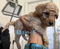 F, a female Poodle - Miniature  for sale in Babson Park, FL – Photo 4 of 4