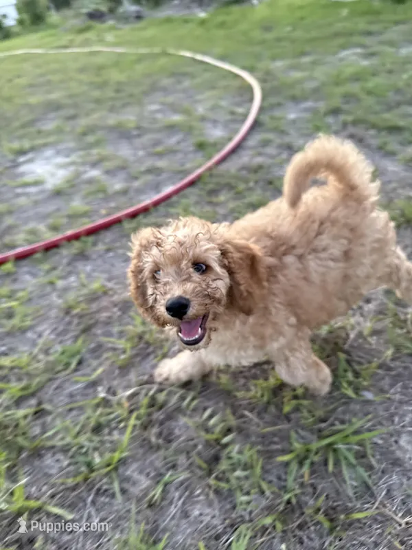 Willow – Poodle - Miniature  puppy on hold in Babson Park, FL