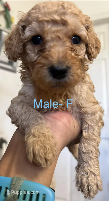 F – Poodle - Miniature  puppy on hold in Babson Park, FL