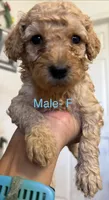 F, a female Poodle - Miniature  for sale in Babson Park, FL – Photo 1 of 4