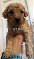 F, a female Poodle - Miniature  for sale in Babson Park, FL – Photo 2 of 4